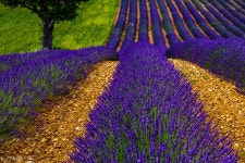 프로방스 라벤다를 찾아가는 여정 | 두피디아 여행기 두피디아 여행기-프로방스 라벤다를 찾아가는 여정