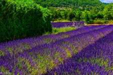 프로방스 라벤다를 찾아가는 여정 | 두피디아 여행기 두피디아 여행기-프로방스 라벤다를 찾아가는 여정