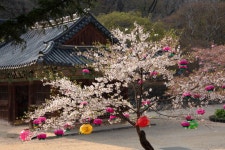 春(봄)의 마곡사를 가다. | 두피디아 여행기 두피디아 여행기-春(봄)의 마곡사를 가다.