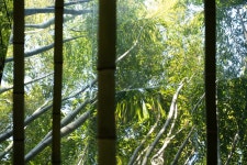 담양 죽녹원 | 두피디아 여행기 두피디아 여행기-담양 죽녹원