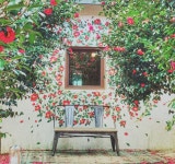 1월부터 시작하는 제주, 동백꽃 | 두피디아 여행기 두피디아 여행기-1월부터 시작하는 제주, 동백꽃