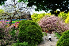 서산 개심사 문수사 겹왕벚꽃 | 두피디아 여행기 두피디아 여행기-서산 개심사 문수사 겹왕벚꽃