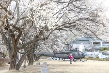 매화 꽃바람 흩날리는 봄날의 현충원 | 두피디아 여행기 두피디아 여행기-매화 꽃바람 흩날리는 봄날의 현충원