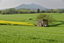 고창의 봄 그림에 매혹되다 - 고창 청보리밭축제 | 두피디아 여행기 두피디아 여행기-고창의 봄 그림에 매혹되다 - 고창 청보리밭축제