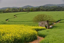 고창의 봄 그림에 매혹되다 - 고창 청보리밭축제 | 두피디아 여행기 두피디아 여행기-고창의 봄 그림에 매혹되다 - 고창 청보리밭축제