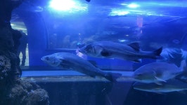 여수 돌산도 전남해양수산과학관 탐방하기 | 두피디아 여행기 두피디아 여행기-여수 돌산도 전남해양수산과학관 탐방하기