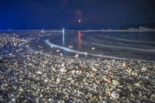 서해에서 만난 바다의 오로라, 야광충 | 두피디아 여행기 두피디아 여행기-서해에서 만난 바다의 오로라, 야광충