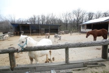나스여행! 미나미가오카목장으로 슝슝~ | 두피디아 여행기 두피디아 여행기-나스여행! 미나미가오카목장으로 슝슝~