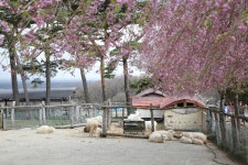 나스여행! 미나미가오카목장으로 슝슝~ | 두피디아 여행기 두피디아 여행기-나스여행! 미나미가오카목장으로 슝슝~