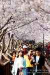 경남 창원 진해: 상당히 멋진 벚꽃을 볼 수 있는 곳 - 에누리 쇼핑지식 뉴스