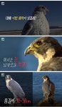 중동에서 가장 비싼 반려동물 - 에누리 쇼핑지식 자유게시판