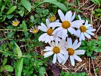 구절초 - 에누리 쇼핑지식 자유게시판 구절초 - 에누리 쇼핑지식