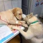 사랑이 꽃피는 병실............ - 에누리 쇼핑지식 자유게시판