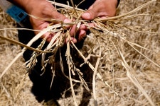 Greenpeace condemns bloody dispersal of farmers in Cotabato and demands government action on El Niño - Greenpeace Philippines