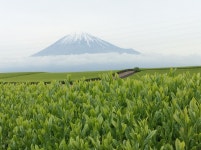 [시즈오카] Take a Trip to the Outskirts of Mt Fuji in Shizuoka - LIVE JAPAN (일본여행정보사이트) [시즈오카] Take a Trip... 