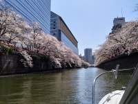[Tokyo] Tokyo Sumida River Cherry-Blossom Viewing Private Cruise [Mar 20 to Apr 14] - LIVE JAPAN