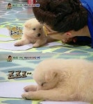 ‘안녕하세요’ 강아지 방송태도 논란? “출연해서 잠만 쿨쿨” | 일요신문 ‘안녕하세요’ 강아지 방송태도 논란? “출연해서 잠만 쿨쿨”