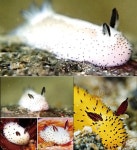 용궁 속 토끼? | 일요신문 용궁 속 토끼?