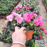 왜성명품철쭉(잉가)아잘레아 겹꽃철쭉포트묘목 색상2가지랜덤발송,같이가치농원 : 꽃나무 묘목 - 엑스플랜트