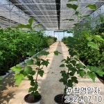 신품종 겹꽃 무궁화나무 묘목 (백설방) 삽목2년 화분묘,같이가치농원] : 꽃나무 묘목 - 엑스플랜트