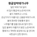 박태기나무 묘목 (황금잎박태기) 접목특묘,목하원예조경 : 조경나무 묘목 - 엑스플랜트