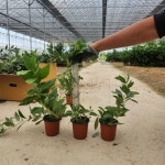 백진달래나무 (진달래) 포트묘,같이가치농원 : 꽃나무 묘목 - 엑스플랜트