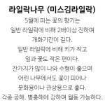 라일락나무 묘목 (미스김라일락) 포트묘,같이가치농원 : 꽃나무 묘목 - 엑스플랜트