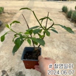 프레스토니아라일락 묘목 (미스캐나다)P9개화주,같이가치농원 : 조경나무 묘목 - 엑스플랜트