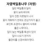 자엽백일홍나무 묘목 (자영) 보라색꽃 삽목2년특묘,같이가치농원 : 꽃나무 묘목 - 엑스플랜트