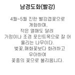 남경도화나무개화주분묘, 같이가치농원 : 꽃나무 묘목 - 엑스플랜트