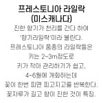 프레스토니아라일락 묘목 (미스캐나다)P9개화주,같이가치농원 : 조경나무 묘목 - 엑스플랜트