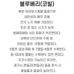 블루베리나무 묘목 (코빌) 2년생 5치포트묘, [목하원예조경] : 과일/열매 나무 묘목 - 엑스플랜트