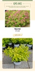 조팝나무 묘목 장미조팝 황금조팝 삼색조팝 설류화 공조팝 스파클링샴페인 가림원예조경 : 묘목,조경,인테리어 - 심폴