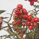 산사나무-운용산사 7치 포트 : 묘목,조경,인테리어 - 심폴