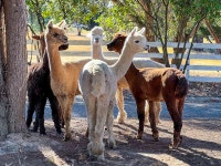 Lentil Loving Family | @shilpakerur | Flipboard
