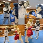 Beast Boxing Gym R2 (Working with focus mitts) by Dee -- Fur Affinity [dot] net  Beast Boxing Gym R2 (Working with focus mitts)... 