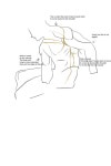 Sitting side view Training (tracing) (19-03-21) by Chocolatefunhouse69 -- Fur Affinity [dot] net Sitting side view Training... 