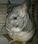 Chinchilla~