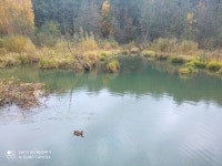 Duck on the river by Spiny5 -- Fur Affinity [dot] net Duck on the river by Spiny5