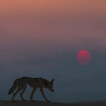 Endless Days by Kisota -- Fur Affinity [dot] net Endless Days by Kisota
