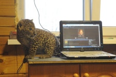 leopard by foxsvir -- Fur Affinity [dot] net leopard by foxsvir