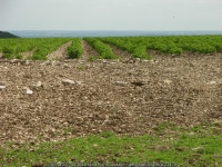 Potatoes (C) Stuart and Fiona Jackson :: Geograph Britain and Ireland Potatoes (C) Stuart and Fiona Jackson