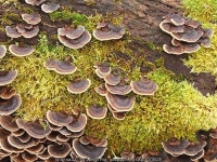 Turkeytail Fungus (Trametes versicolor) © Lairich Rig cc-by-sa/2.0 :: Geograph Britain and Ireland Turkeytail Fungus (Trametes... 