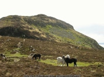 Eriskay ponies on Holy Isle © Eileen Henderson cc-by-sa/2.0 :: Geograph Britain and Ireland Eriskay ponies on Holy Isle... 