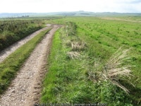 Farm track at Elton Common © Chris Wimbush :: Geograph Britain and Ireland Farm track at Elton Common &copy; Chris Wimbush
