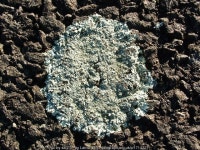 A lichen - Xanthoparmelia conspersa © Lairich Rig :: Geograph Britain and Ireland A lichen - Xanthoparmelia conspersa... 