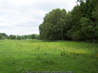 Western Edge of Hollin Head Wood © Chris Heaton :: Geograph Britain and Ireland Western Edge of Hollin Head Wood &copy; Chris Heaton