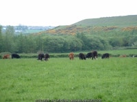 Cows and hills © Chris Shaw cc-by-sa/2.0 :: Geograph Britain and Ireland Cows and hills &copy; Chris Shaw cc-by-sa/2.0