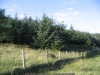 The forest edge of Bees Wood © Walter Baxter cc-by-sa/2.0 :: Geograph Britain and Ireland The forest edge of Bees Wood... 