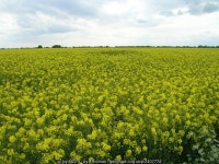 Farmland near Patrington Haven © JThomas cc-by-sa/2.0 :: Geograph Britain and Ireland Farmland near Patrington Haven... 